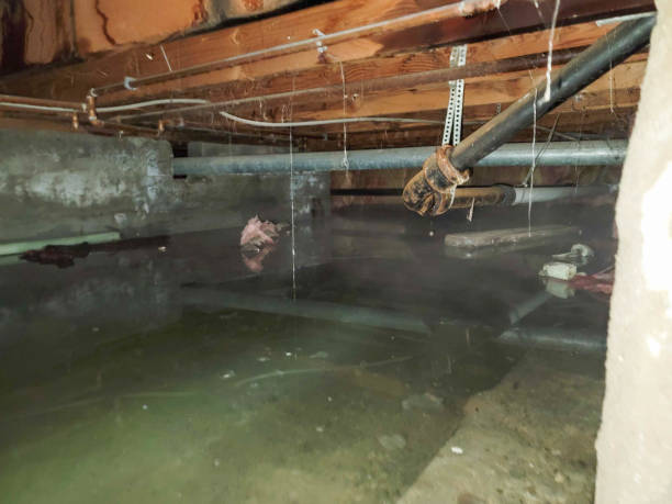Best Water damage restoration near me  in University Park, MD
